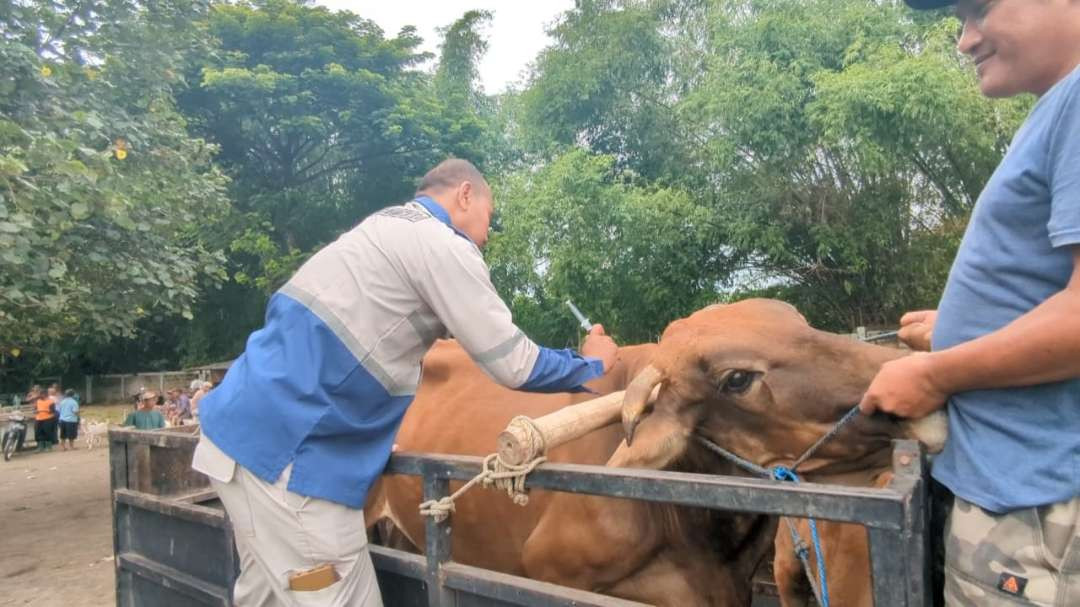 Petugas dari Dinas Ketahanan Pangan dan Peternakan (DKPP) Kabupaten Madiun melakukan pemeriksaan atas sapi terpapar PMK. (Foto: Tova Pradana/Ngopibareng.id)