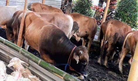 Tiga bulan terakhir pada Oktober hingga Desember 2024, sebanyak 156 ekor sapi di Bondowoso terpapar PMK.(Foto: Guido Saphan/Ngopibareng.id)