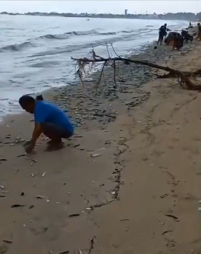 Ribuan ikan kecil terdampar di bibir Pantai Jimbaran, Kecamatan Kuta Selatan, Kabupaten Badung, Bali, menjadi viral pada Kamis 2 Januari 2025. (Foto: tangkapan layar @Infomitigasi di X)