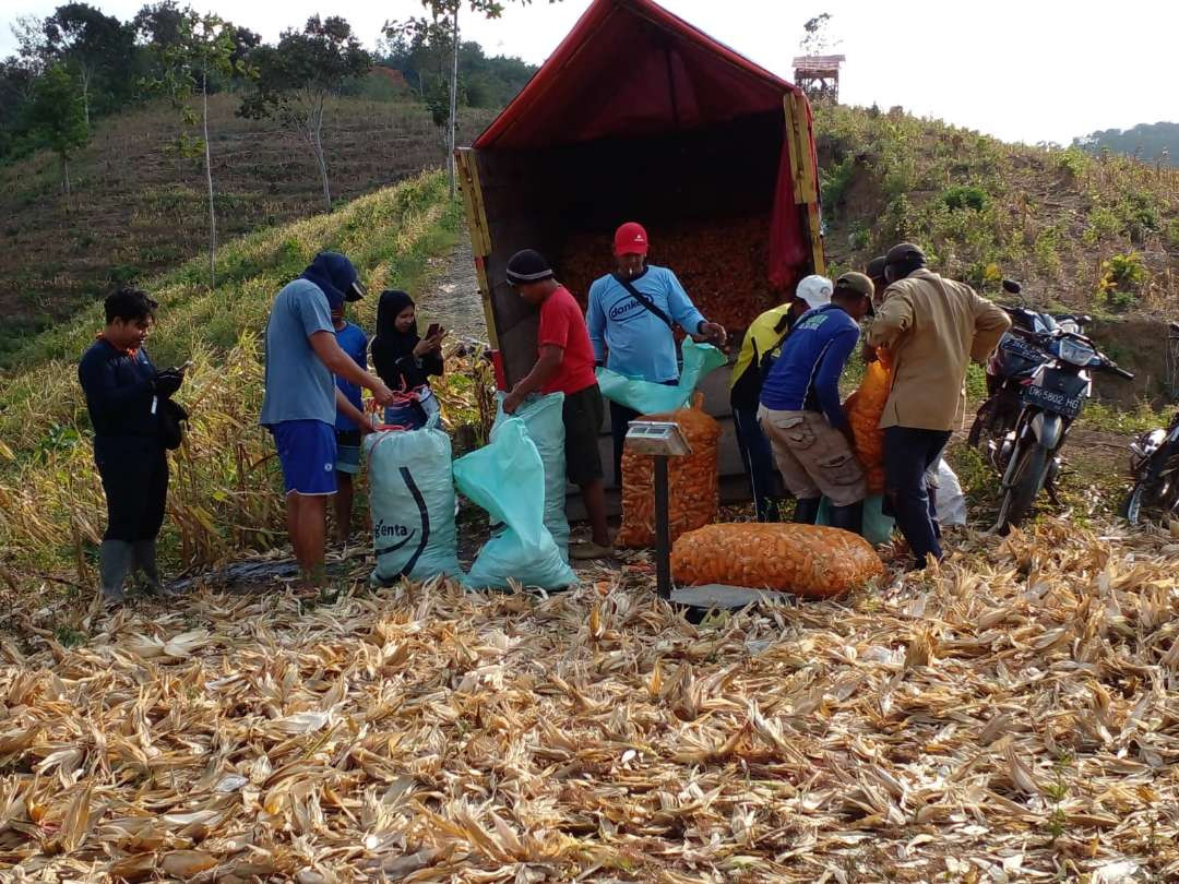 Petani di Jember saat panen jagung. (Foto: Dokumentasi APPI)