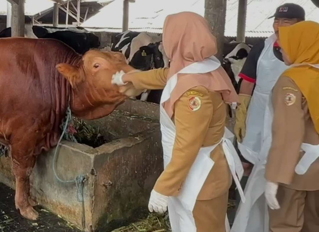 Petugas Kesehatan Hewan dan Kesehatan Masyarakat Disperta Kabupaten Mojokerto, saat cek kondisi sapi di peternakan. (Foto Deni Lukmantara/Ngopibareng.id)