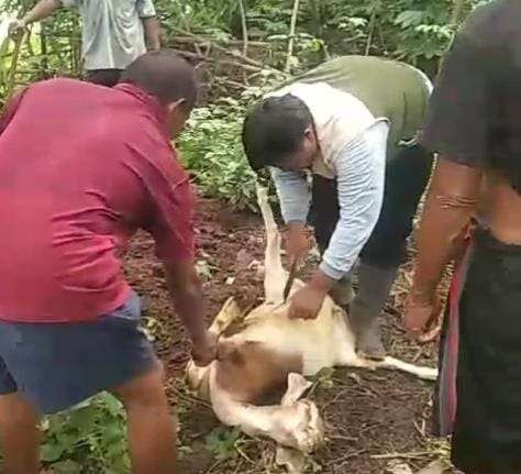 Tangkapan layar detik- detik kematian kambing secara mendadak, milik warga dukuh Pohijo Desa Pomahan, Kecamatan Pulang, Kabupaten Madiun. (Foto : Tangkapan Layar )