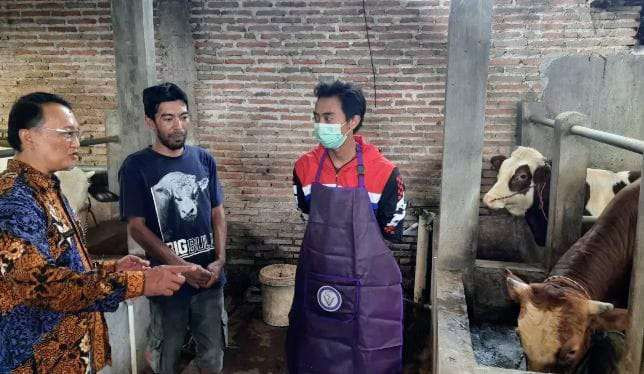 Tim penanggulangan PMK Disnakkan Bondowoso bertugas melakukan vaksinasi PMK dan pengobatan sapi terpapar PMK. (Foto: Humas Disnakkan Bondowoso)