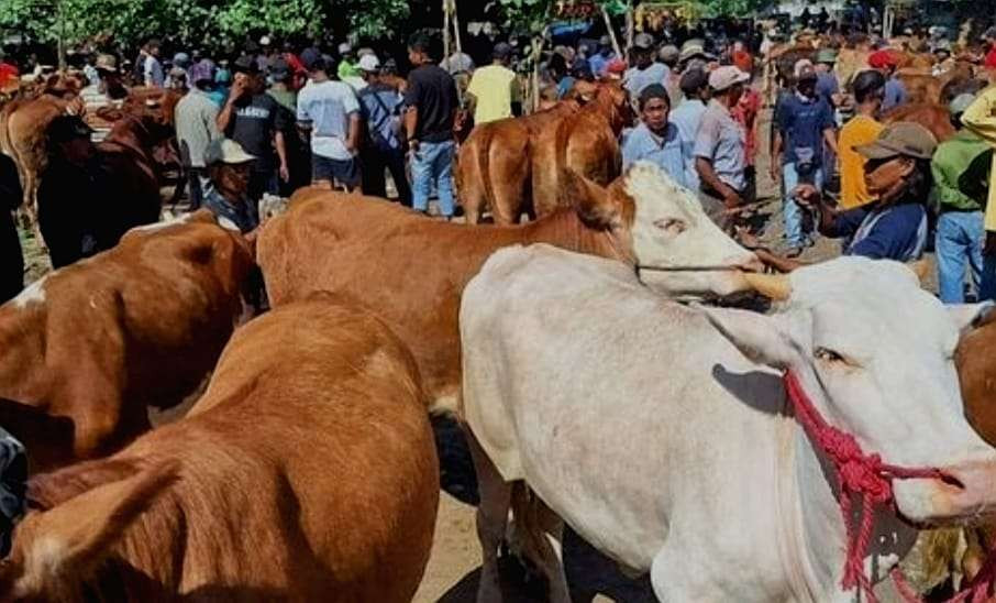 Harga sapi di Pasar Hewan Bondowoso cenderung turun, dampak penyakir mulut dan kuku menyerang ratusan sapi di Bondowoso (Foto: Guido/Ngopibareng.id)