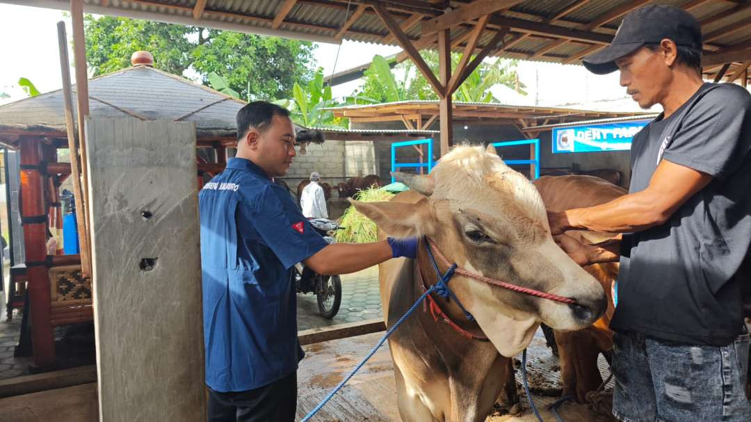 Petugas Dinas Pertanian dan Pangan Banyuwangi aktif melakukan vaksinasi dan penyemprotan disinfektan cegah penyeberan PMK (foto : istimewa)