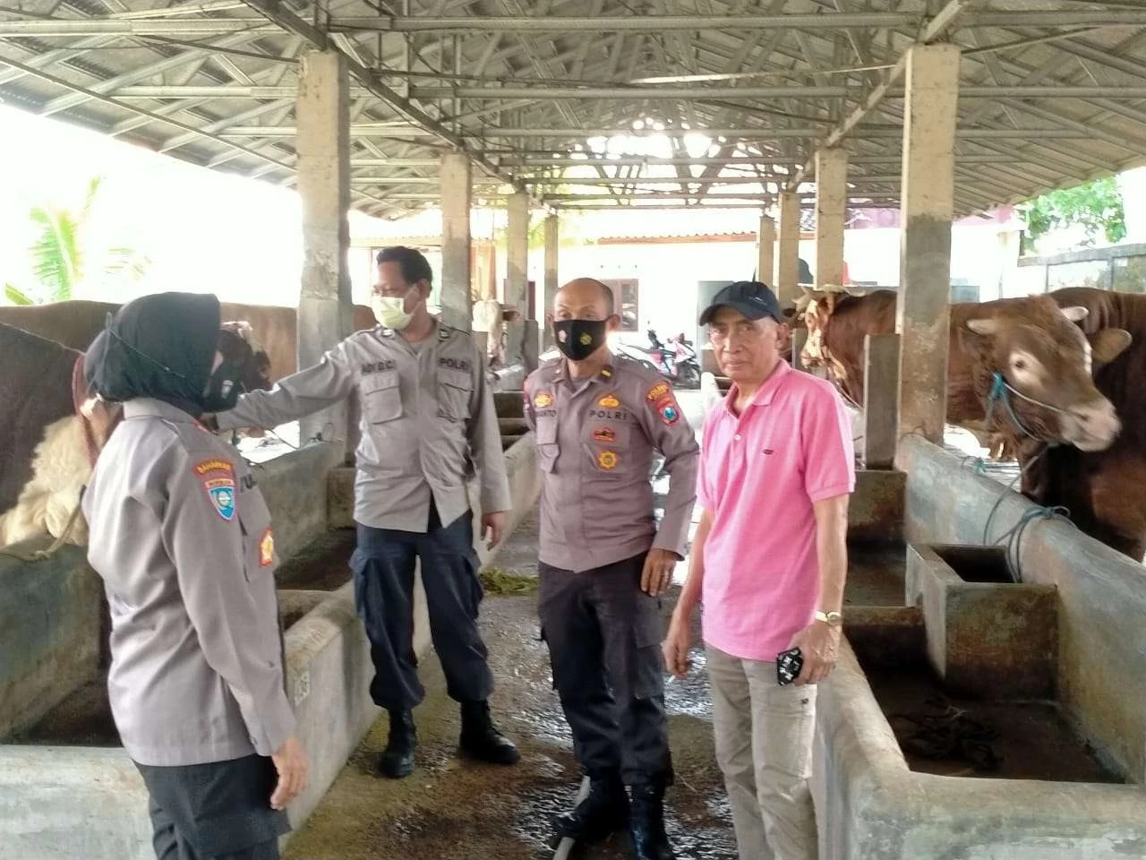 Petugas kesehatan hewan dan polisi memantau sapi yang berada di kandang peternak. (Foto: Dokumentasi Polres Jember)