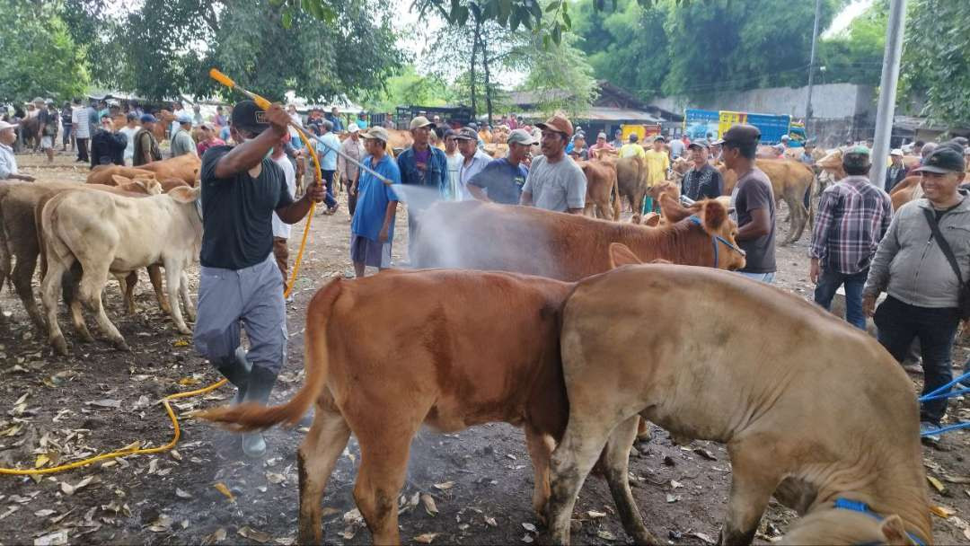 Petugas melakukan penyemprotan disinfektan kepada ternak sapi di Pasar Hewan Rogojampi (Foto : Muh Hujaini/Ngopibareng.id)