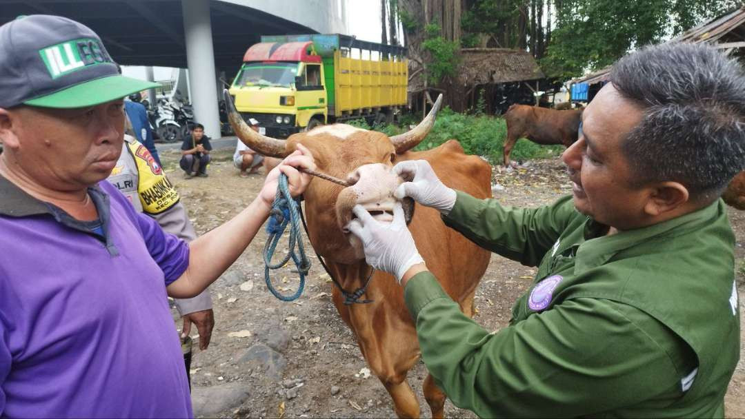 Petugas Dinas Pertanian dan Pangan Banyuwangi memeriksa kondisi ternak sapi (foto : Muh Hujaini/ngopibareng.id)