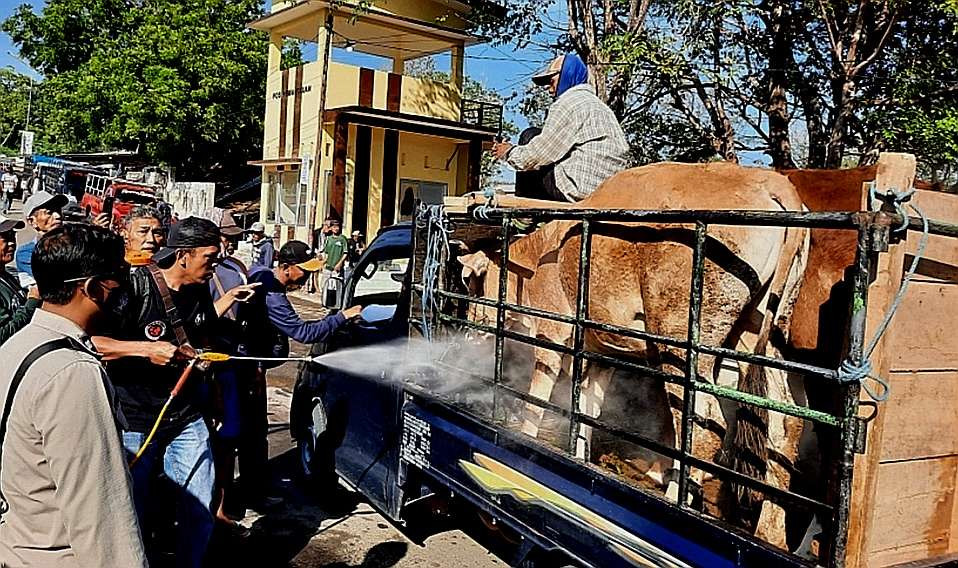 Petugas Disnakkan Situbondo menyemprotkan disinfektan pada sapi masuk Pasar Hewan Panarukan. (Foto: Humas Disnakkan Situbondo)