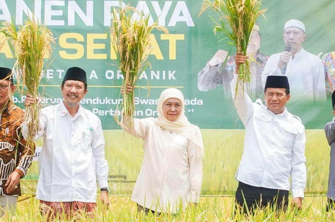 Cagub Jatim Terpilih Khofifah Indar Parawansa hadir di tengah masyarakat petani dalam acara Panen Raya Padi Sehat Alami Setara Organik di Desa Krajan Kecamatan Kejayan Kabupaten Pasuruan. (Foto: Istimewa)