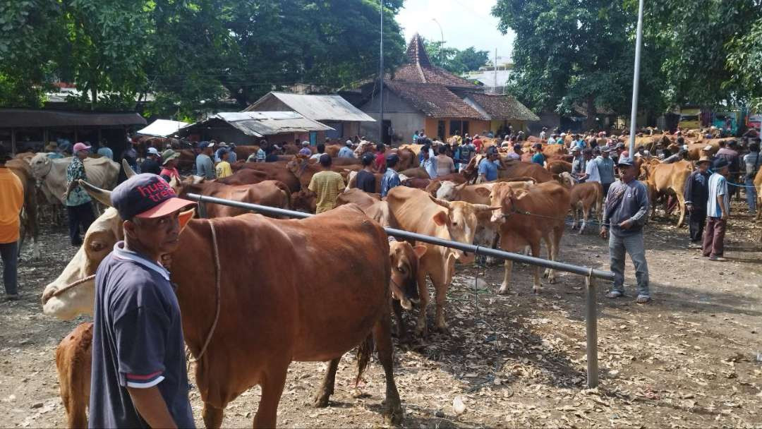 Para pedagang sapi di pasar Hewan Rogojampi Banyuwangi (Foto : Muh Hujaini/Ngopibareng.id)