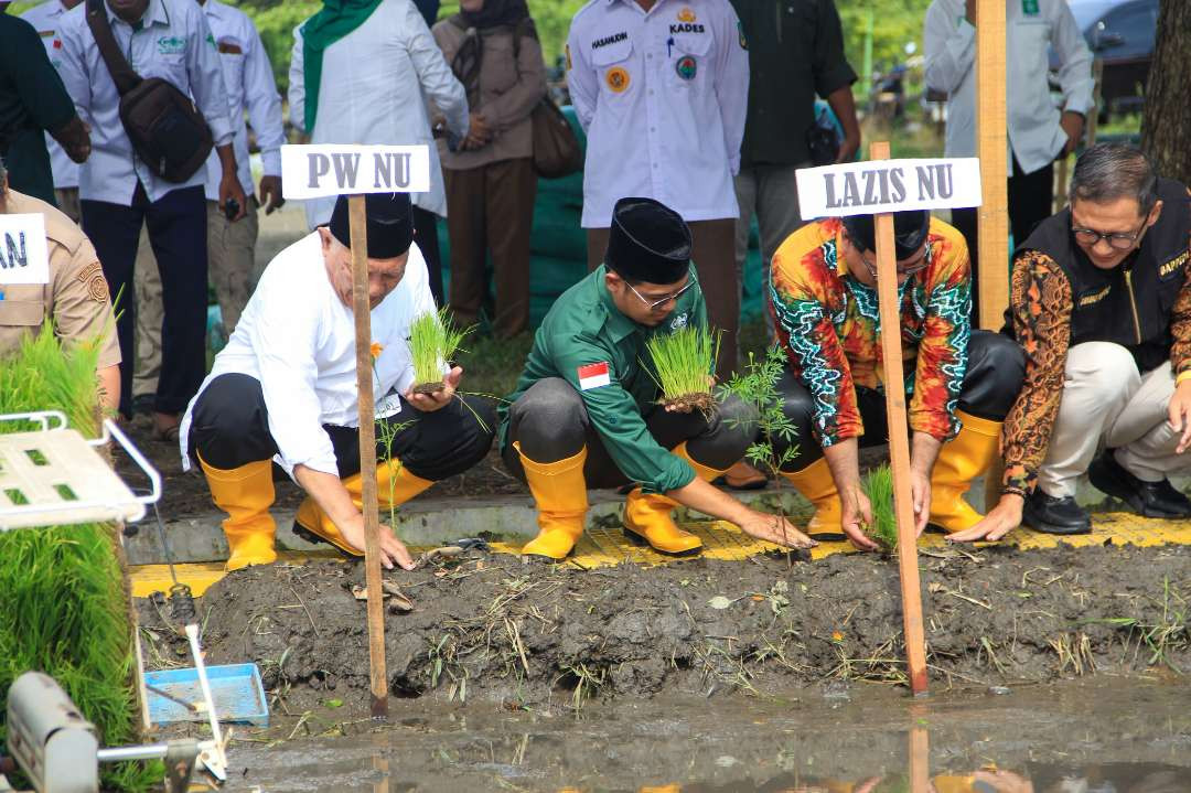 PWNU Jawa Timur menjalankan program sedekah pangan santri Nusantara dengan melakukan tanam raya di Desa Banjarsari Kecamatan Banjar Kedungmulyo Kabupaten Jombang. (Foto: pwnu for ngopibareng.id)