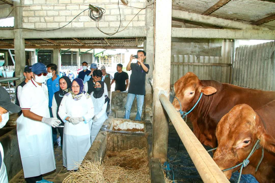 Bupati Lamongan, Yuhronur Efendi didampingi Kepala Disnakeswan Lamongan, Shofiah Nurhayati meninjau vaksinasi sapi di kandang milik Tarjo, di Kecamatan Tikung. (Foto: Istimewa)