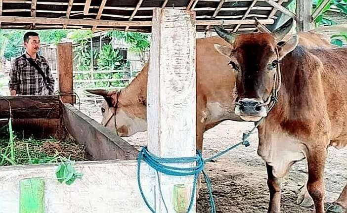 Dua ekor sapi milik warga Situbondo yang dua hari hilang sudah ditemukan selamat. (Foto: Polsek Kapongan)