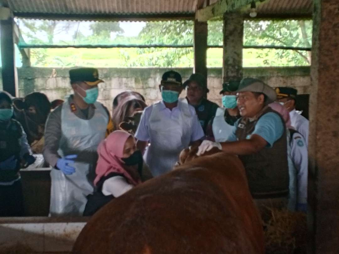 Bupati Lamongan Yuhronur Efendi melakukan vaksinasi di kandang sapi milik peternak Desa Balongwangi, Kecamatan Tikung. (Foto: Imron Rosidi/Ngopibareng.id)