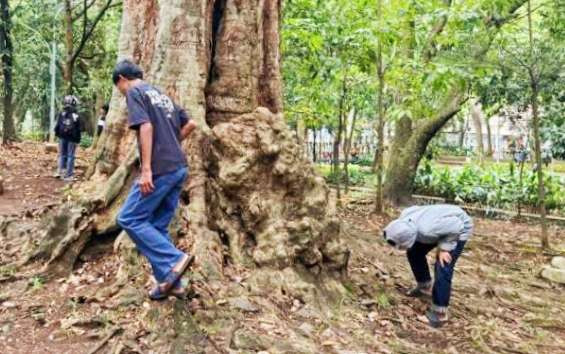 Berburu Koin Jagat di kawasan Gelora Bung Karno Senayan, sempat membuat Plt Gubernur Jakarta Budi berang, karena acak acak taman (Foto: Istimewa }