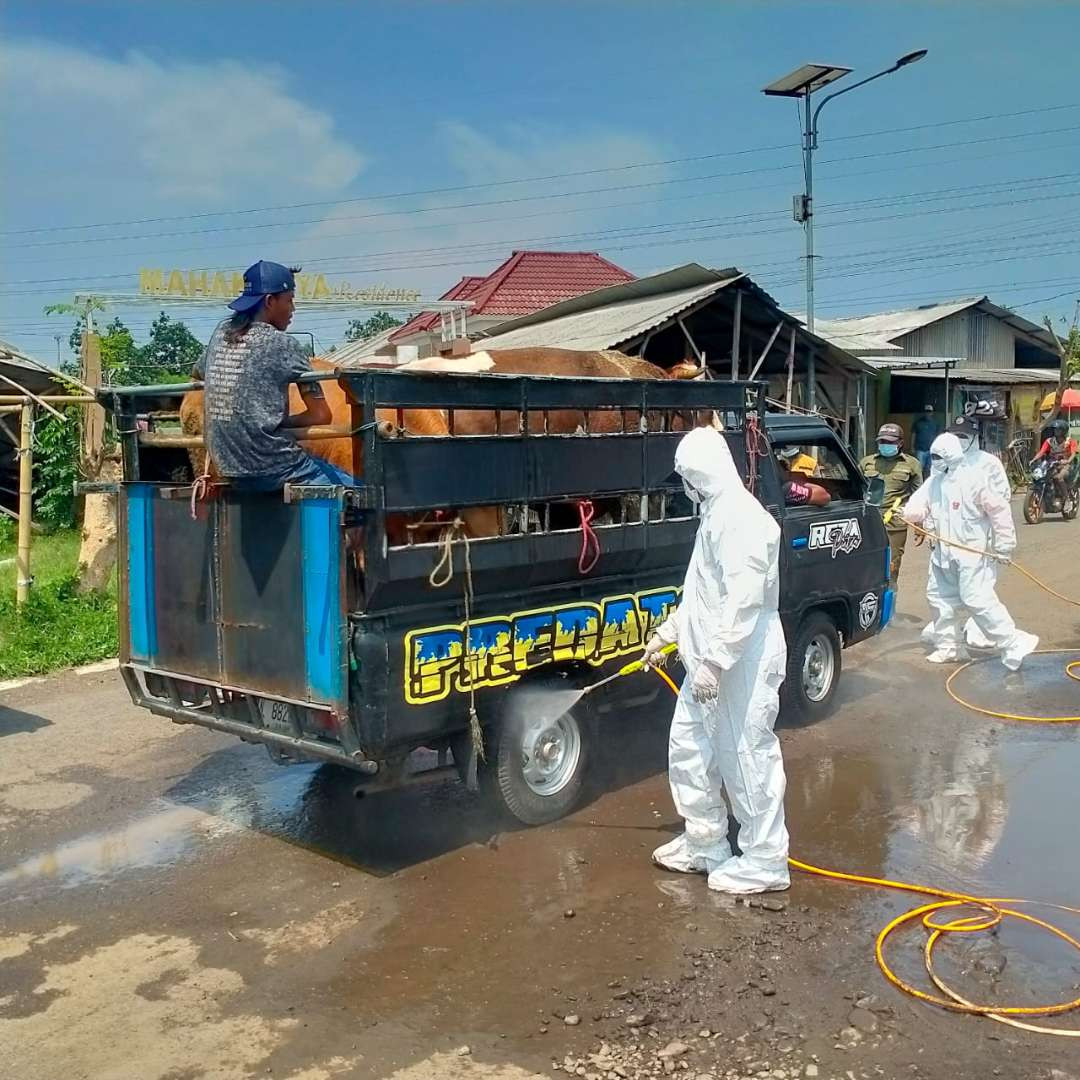 Untuk mencegah PMK, ternak yang masuk ke Pasar Hewan Wonoasih,  Kota Probolinggo disemprot disinfektan. (Foto: Ikhsan Mahmudi/Ngopibareng.id)