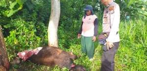 Masyarakat resah dengan pencurian sapi yang hanya diambil dagingnya. (Foto: Istimewa)