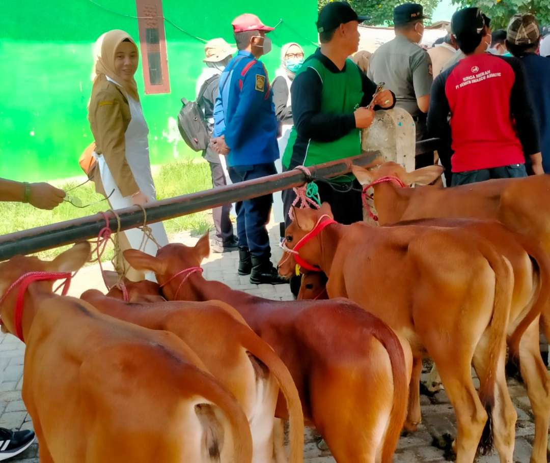 Pasar Hewan Wonoasih, Kota Probolinggo tetap ramai meski PMK kembali merebak. (Foto: Ikhsan Mahmudi/Ngopibareng.id)