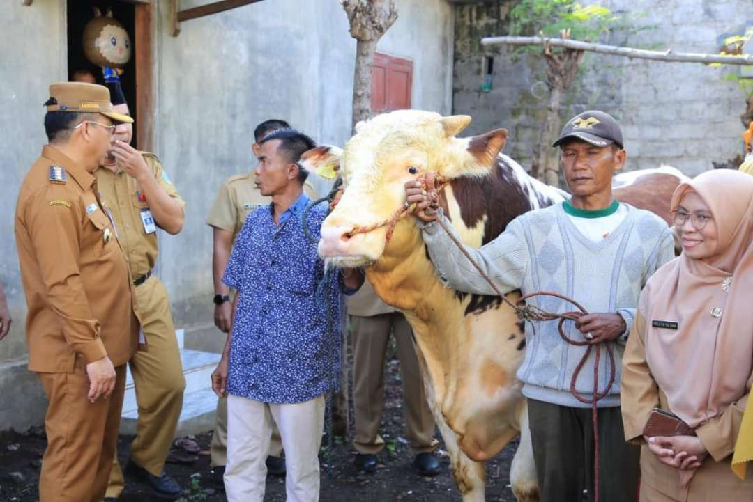 Walikota Probolinggo, Dokter Aminuddin (kiri) mengecek sapi kurban yang dibeli Presiden Prabowo Subianto. (Foto: Ikhsan Mahmudi/Ngopibareng.id)