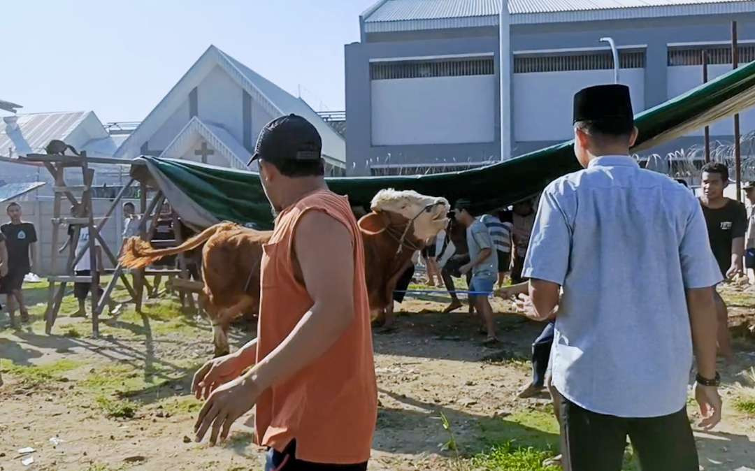 Sapi mengamuk saat hendak disembelih di Rutan Medaeng, Sidoarjo (Foto: Istimewa)