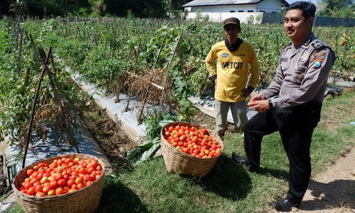 Petani di belahan selatan Kota Probolinggo menikmati mahalnya harga tomat. (Foto: Ikhsan Mahmudi/Ngopibareng.id)