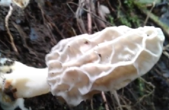 Spesies ini diberi nama Morchella rinjaniensis, menjadi jamur Morel tropis pertama dari Indonesia yang dideskripsikan secara ilmiah melalui pendekatan morfologi dan analisis molekuler. (Foto: tangkapan layar youtube)