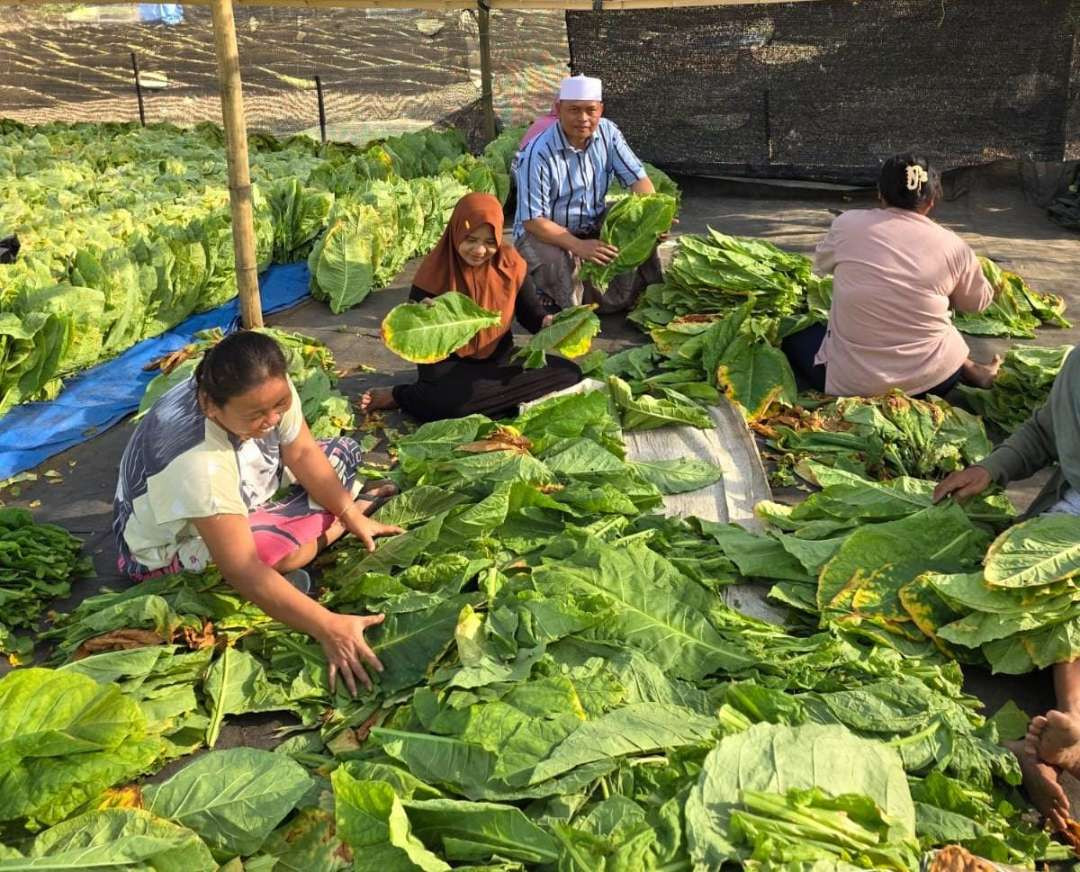 Petani di Probolinggo sedang memilah daun tembakau yang hendak dirajang. (Foto: Ikhsan Mahmudi/Ngopibareng.id)