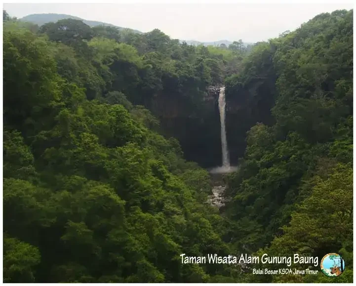 Air Terjun Coban Baung yang berada di kawasan Taman Wisata Alam (TWA) Gunung Baung, Desa Cowek, Kecamatan Purwodadi, Kabupaten Pasuruan. (Foto: bbksda jatim)