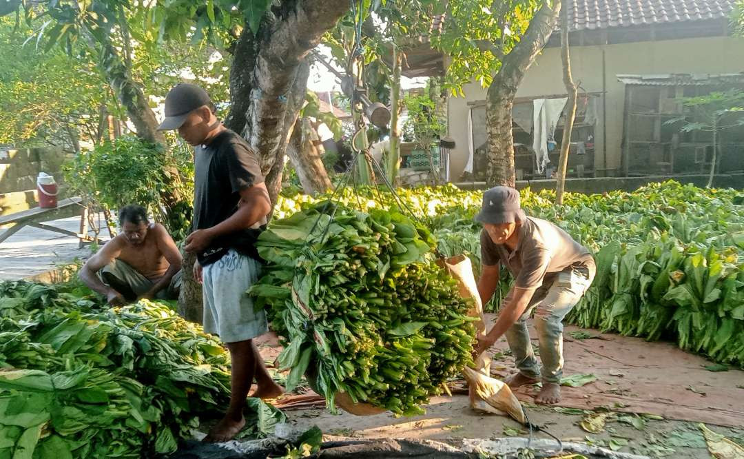 Petani tembakau di Kecamatan Senori, Kabupaten Tuban menimbang hasil panennya (Foto: Khoirul Huda/Ngopibareng.id)