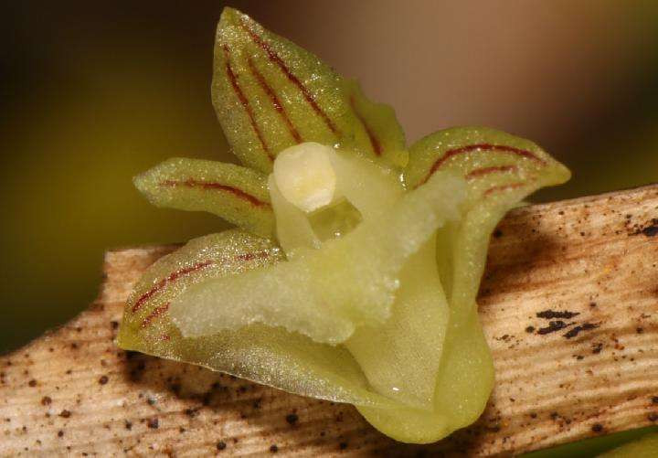 Bunga anggrek Dendrobium cuneatum yang ditemukan di Pulau Batanta, Kepulauan Raja Ampat, Provinsi Papua Barat. (Foto: Reza Saputra/Balai Besar KSDA Papua Barat)