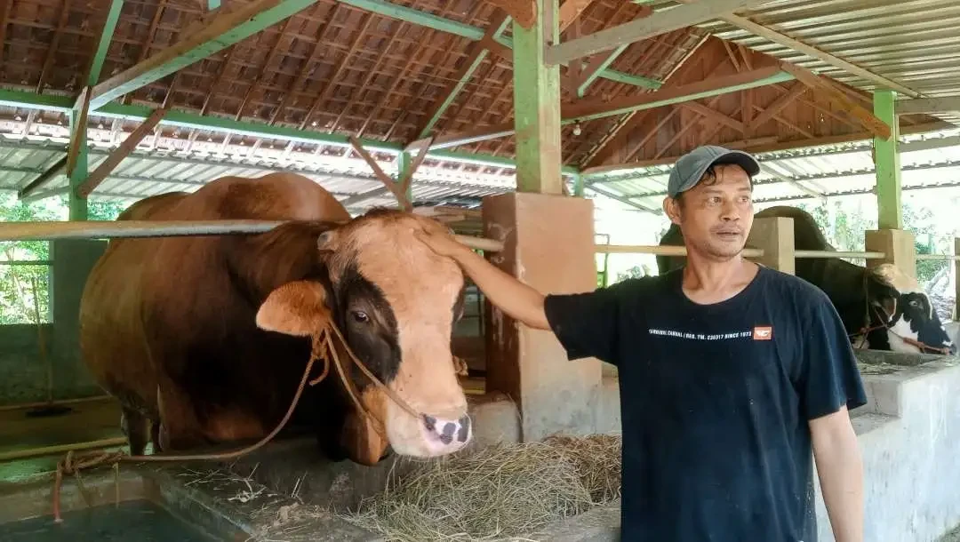 Ilustrasi. Anis, pemilik peternakan sapi di Kabupaten Tuban sedang mengelus-elus sapi yang dibeli oleh Preseden Prabowo Subianto (dok. Khoirul Huda/Ngopibareng.id)