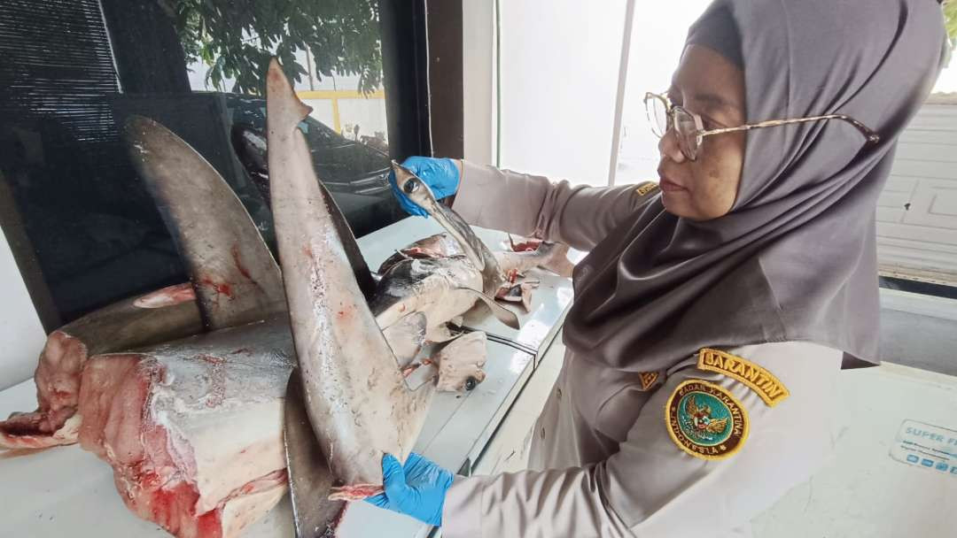 Petugas menunjukkan potongan hiu yang gagal diselundupkan. (Foto: Istimewa)
