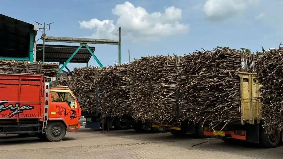 Truk-truk pengangkut tebu di PG Djatiroto yang sudah bersih seperti rotan. Tak ada lagi daun-daun atau debu.(Foto: dok/Ngopibareng.id)