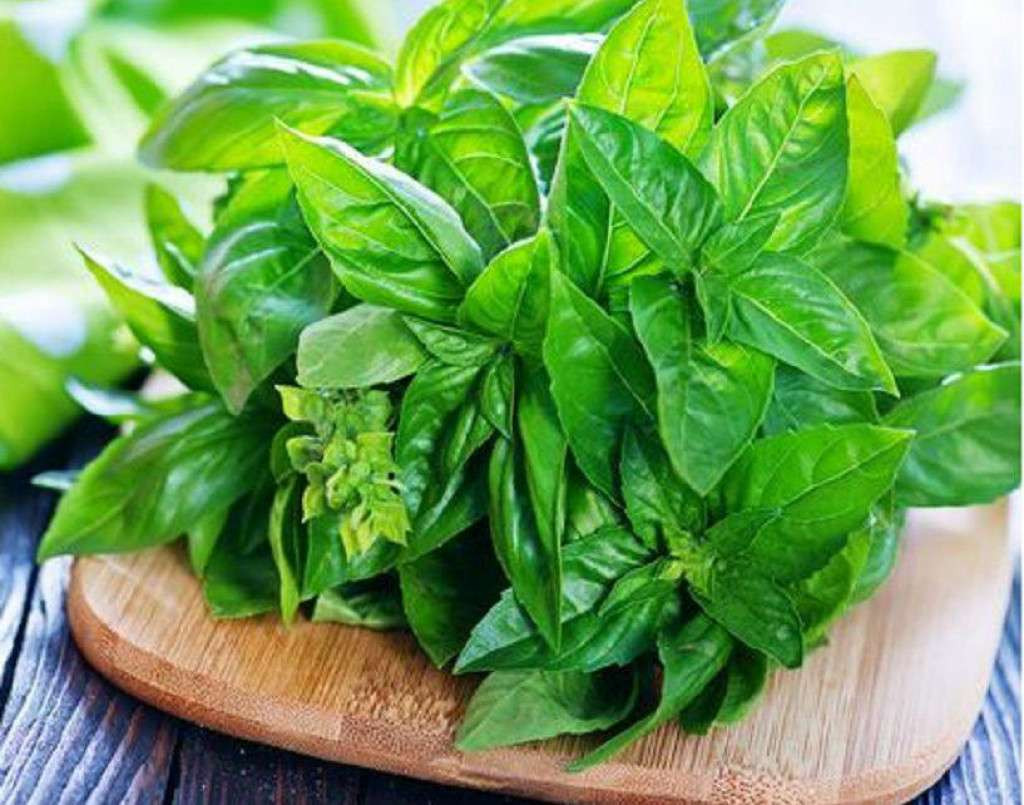 Daun kemangi dengan nama latin Ocimum basilicum. (Foto: Istimewa)