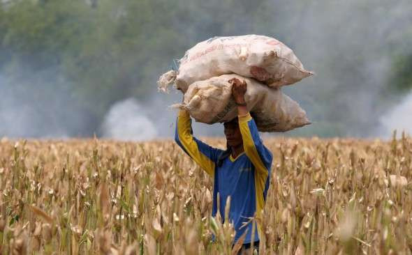 Petani jagung bangga dengan hasil panennya. (Foto: Istimewa)
