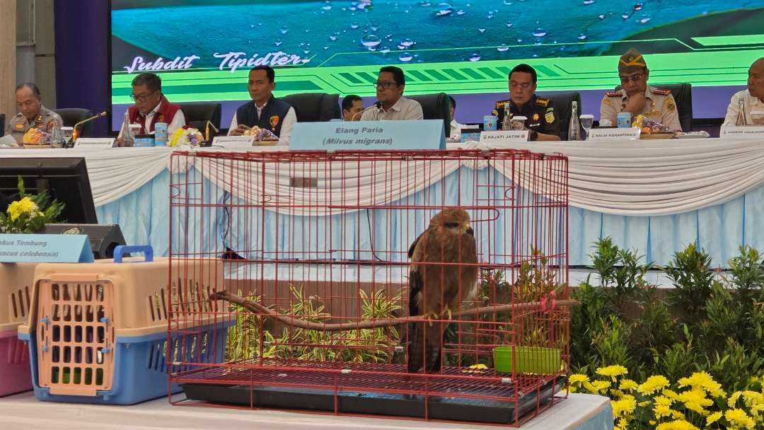 Elang Paria salah satu satwa yang diselamatkan oleh Polda Jatim. (Foto: Fariz Yarbo/Ngopibareng.id)