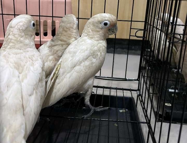 Kakatua Tanimbar (Cacatua goffiniana), di antara satwa yang hendak diselundupkan ke Probolinggo. (Foto: Polres Probolinggo Kota)