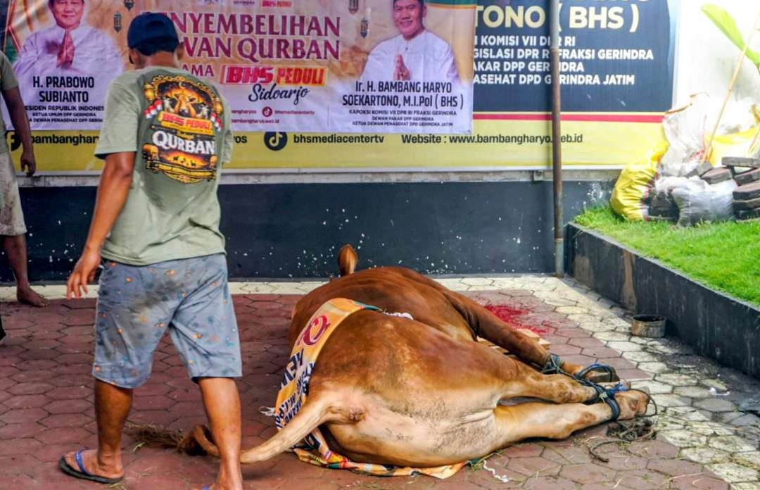 Sapi kurban disembelih di Media Center BHS Sidoarjo. (Foto:Aini Arifin/Ngopibareng.id)