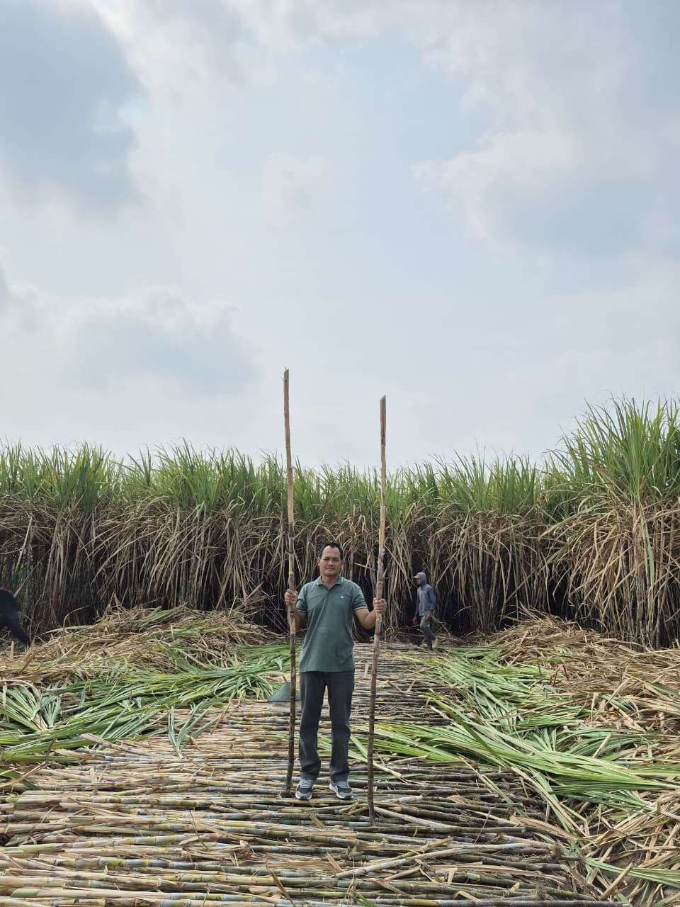 Pabrik Gula (PG) Ngadiredjo Kediri terus menjalankan Program Calon Petani Calon Lokasi (CPCL) Bongkar Ratoon guna mendukung swasembada gula nasional. (Foto: Istimewa)
